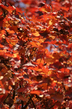 Laubbaum im Herbst rot